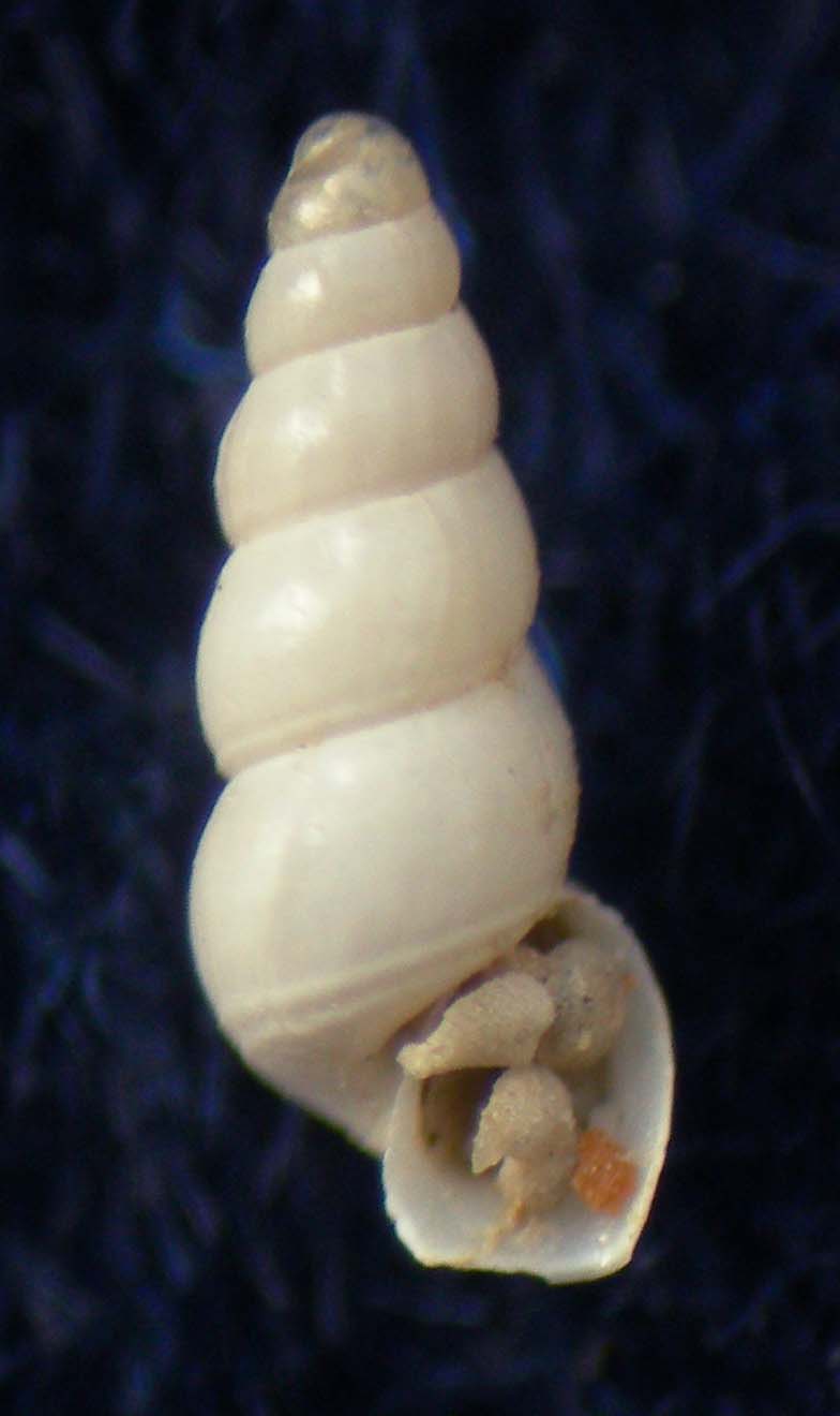 Aclis gulsonae